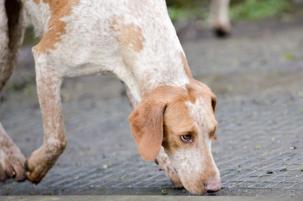 A red and white hound nose to the ground trailing a scent